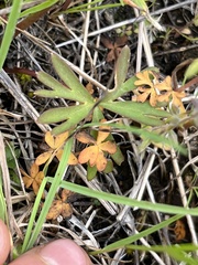 Delphinium depauperatum