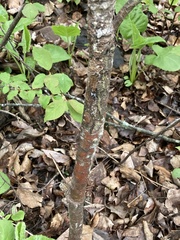 Cronartium ribicola
