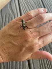 Neoclytus scutellaris