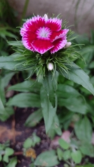 Dianthus barbatus
