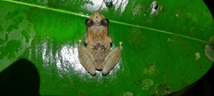 Pristimantis kichwarum