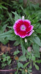 Dianthus barbatus