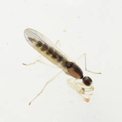 Hemerodromia superstitiosa