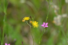 Pilosella piloselloides