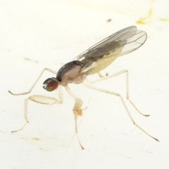 Hemerodromia superstitiosa