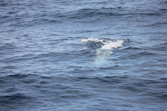 Grampus griseus