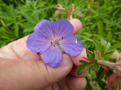 Geranium pratense