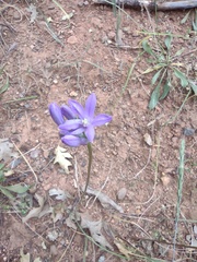 Dichelostemma multiflorum