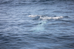 Grampus griseus
