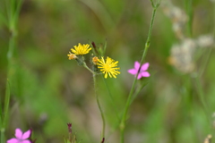 Pilosella piloselloides