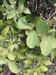Daphnopsis racemosa