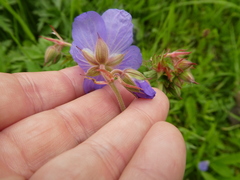 Geranium pratense