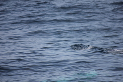 Grampus griseus