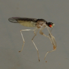 Hemerodromia superstitiosa