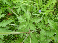 Geranium pratense