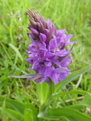 Dactylorhiza praetermissa