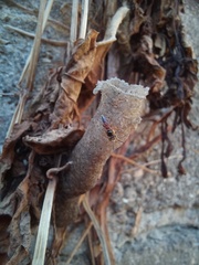 Tetragonisca angustula