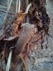 Tetragonisca angustula