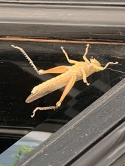 Anacridium aegyptium