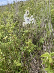 Delphinium pavonaceum