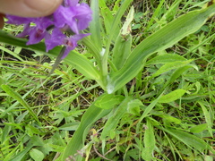 Dactylorhiza praetermissa