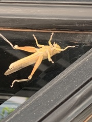 Anacridium aegyptium