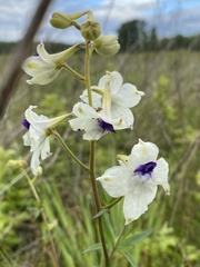 Delphinium pavonaceum