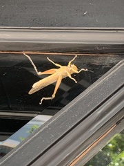 Anacridium aegyptium