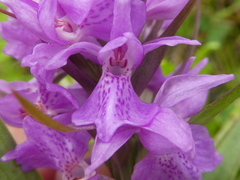 Dactylorhiza praetermissa