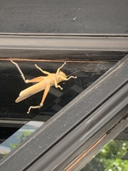 Anacridium aegyptium