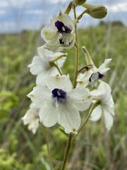 Delphinium pavonaceum