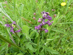 Anacamptis morio