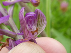 Anacamptis morio