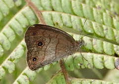 Hermeuptychia harmonia