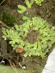 Ricciaceae