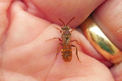 Nomada imbricata