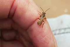 Nomada imbricata