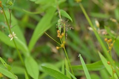 Juncus dudleyi