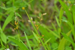 Juncus dudleyi