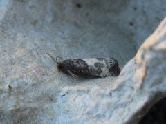 Notocelia cynosbatella