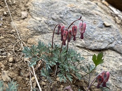 Dicentra pauciflora