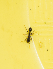 Tetramorium immigrans