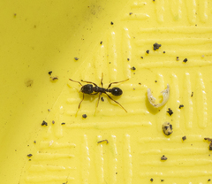 Tetramorium immigrans