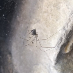 Crossopriza