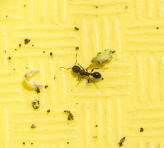 Tetramorium immigrans