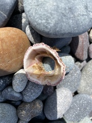 Austromegabalanus psittacus