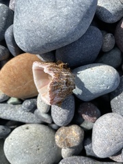 Austromegabalanus psittacus