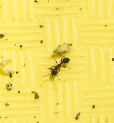 Tetramorium immigrans