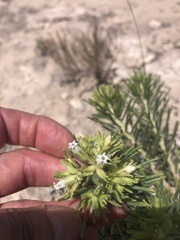 Nama carnosa