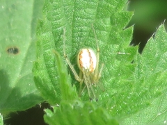 Enoplognatha ovata
